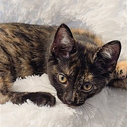 Thumbnail photo of Dolly Purrton #4