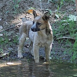 Photo of Liberty Belle