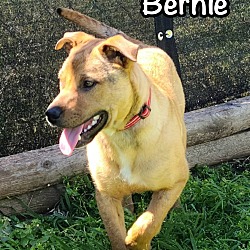 Thumbnail photo of Bernie #2