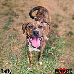 Photo of Taffy