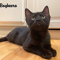 Thumbnail photo of Bagheera #1