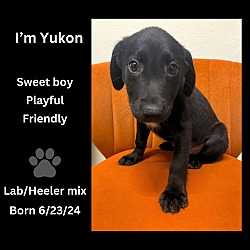 Thumbnail photo of Yukon #3