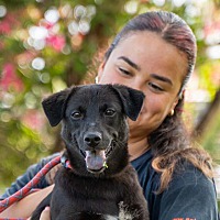 adopt a pet