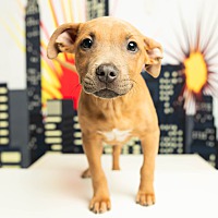 adopt a pet