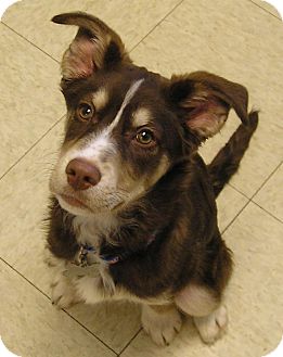 english springer spaniel husky mix