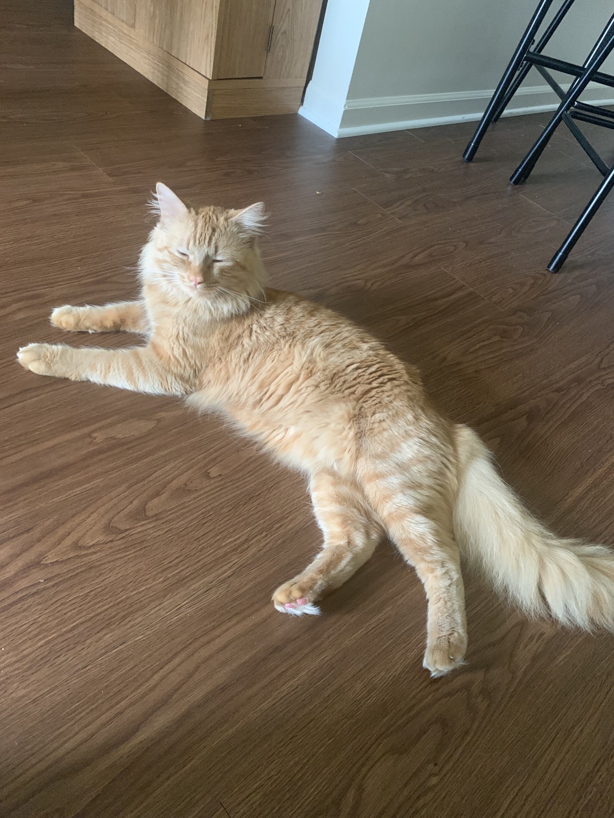 Adopt Quinn A Orange Or Red Maine Coon Cat In Washington, MI (25722964