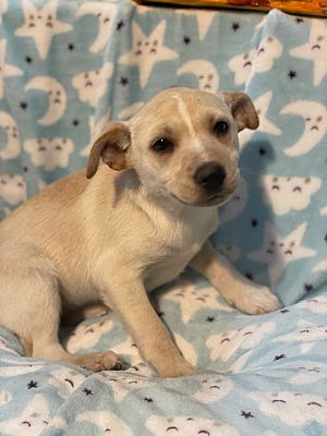 Taylors, SC - Australian Cattle Dog/Beagle. Meet Herminone a Pet for ...