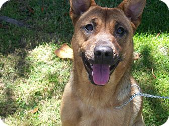 Chatsworth Ca Shiba Inu Meet Gracie A Pet For Adoption