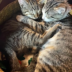 Thumbnail photo of Bella, Belinda & Byron kittens #2