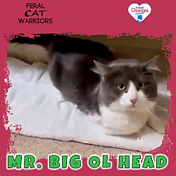 Photo of Mr. Big Ol Head