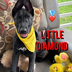 Thumbnail photo of Little Diamond  Gem #1