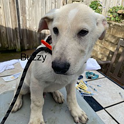 Thumbnail photo of Buzzy (12wk PUPPY) #4