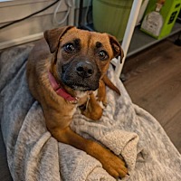 adopt a pet