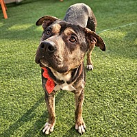 adopt-pet