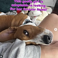 adopt a pet