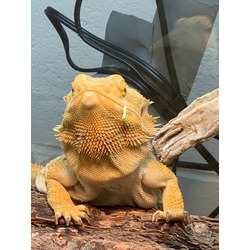 Lizared Ringo Kitchener, ON - Lizard. Meet Ringo - Kitchener a Pet for Adoption ...