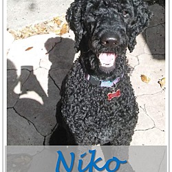 Thumbnail photo of Niko #3