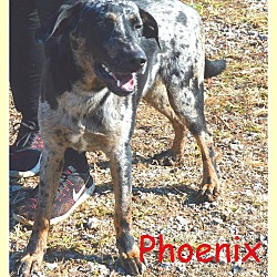 Thumbnail photo of Phoenix #2