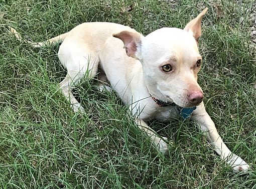 Ann Arbor, MI - Chihuahua. Meet A - PUDGIE a Pet for Adoption.