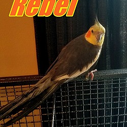 Thumbnail photo of Rebel #2