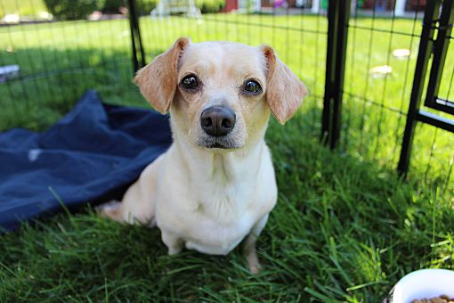 Pittsburgh, PA Chihuahua. Meet Ma’lady a Pet for Adoption.