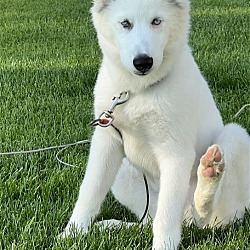 Photo of Sully