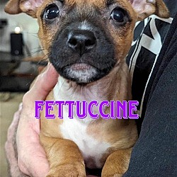 Photo of Fettuccine