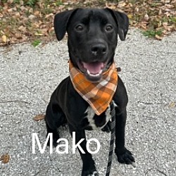 Photo of Mako 27799