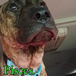 Thumbnail photo of Pisces #4