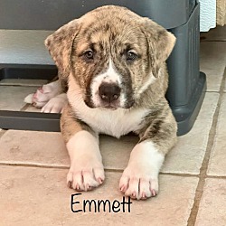 Thumbnail photo of Emmett 2 #1