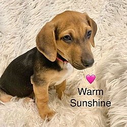 Thumbnail photo of Warm Sunshine #1