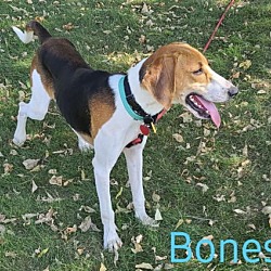 Thumbnail photo of Bones #1