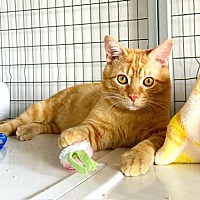 adopt a pet