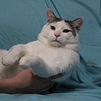adopt-pet