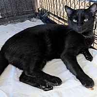 adopt-pet