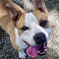 adopt a pet