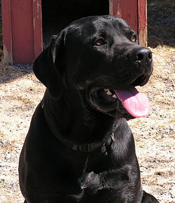 Rigaud, QC - Cane Corso/Rottweiler. Meet Caesar a Pet for Adoption -  