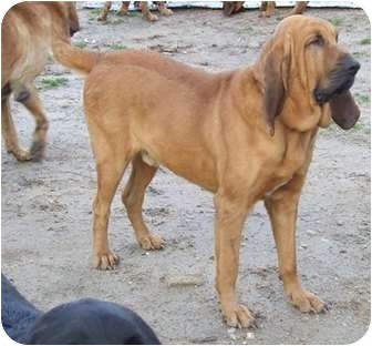 bloodhound ga