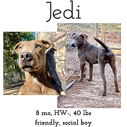 Photo of Jedi