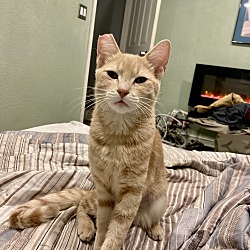 Photo of Tigger (rare orange kitty)