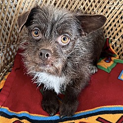 Photo of Chester - Adorable Scruffy Boy