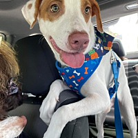 adopt a pet