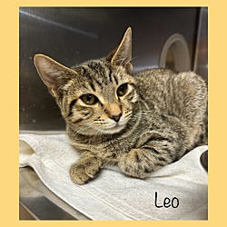 Thumbnail photo of LEO #2