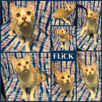 adopt-pet
