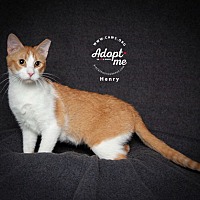 adopt a pet