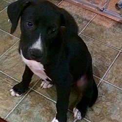Photo of Macon (adoption pending)
