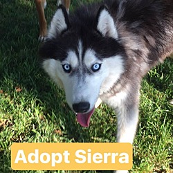 Thumbnail photo of Sweet Friendly Sierra #1