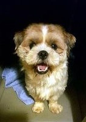 Parker Co Shih Tzu Meet Teddy A Pet For Adoption