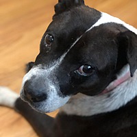 New Beginnings Pet Rescue Of Quad Cities In Bettendorf Iowa