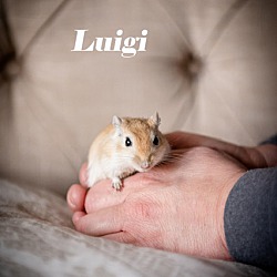 Thumbnail photo of Luigi #1